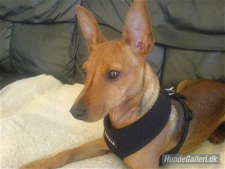 Dvaergpinscher Junior billede 7