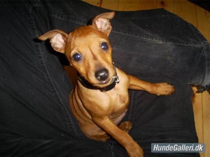 Dvaergpinscher Junior billede 8