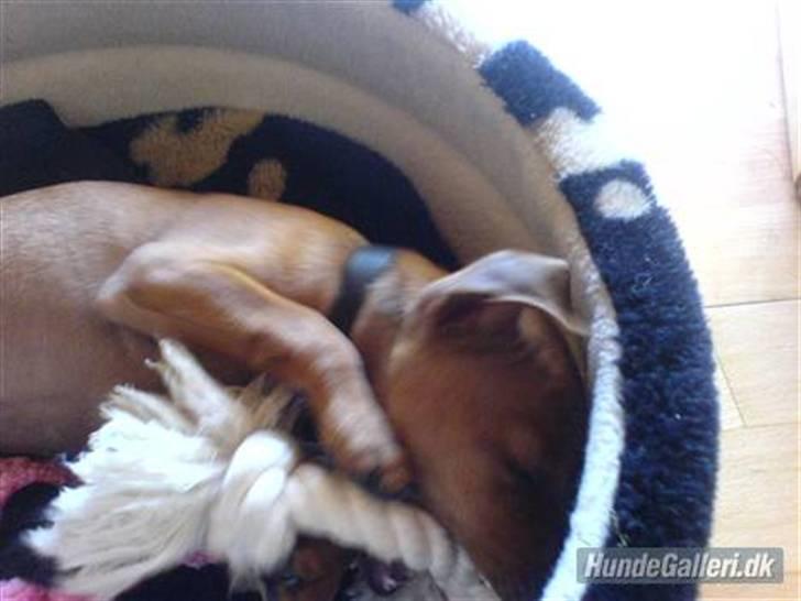 Dvaergpinscher Junior billede 9