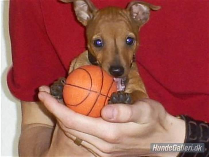 Dvaergpinscher Junior billede 10