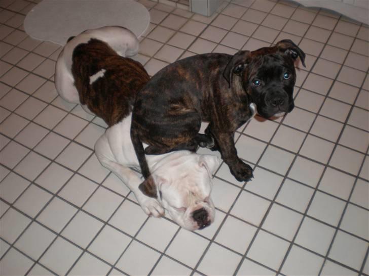 Amerikansk bulldog Abbi - Abbi med sin søn Marni billede 9