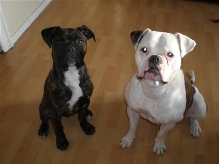 Amerikansk bulldog Abbi billede 10