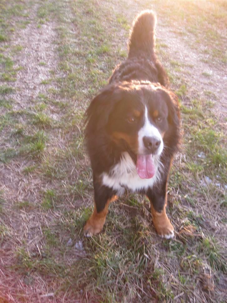 Berner sennenhund BASTIAN billede 19