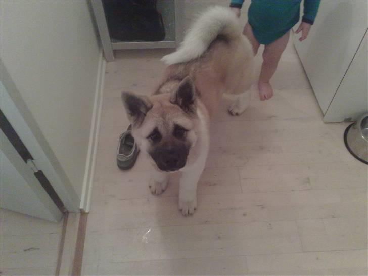 American Akita Xantos billede 1