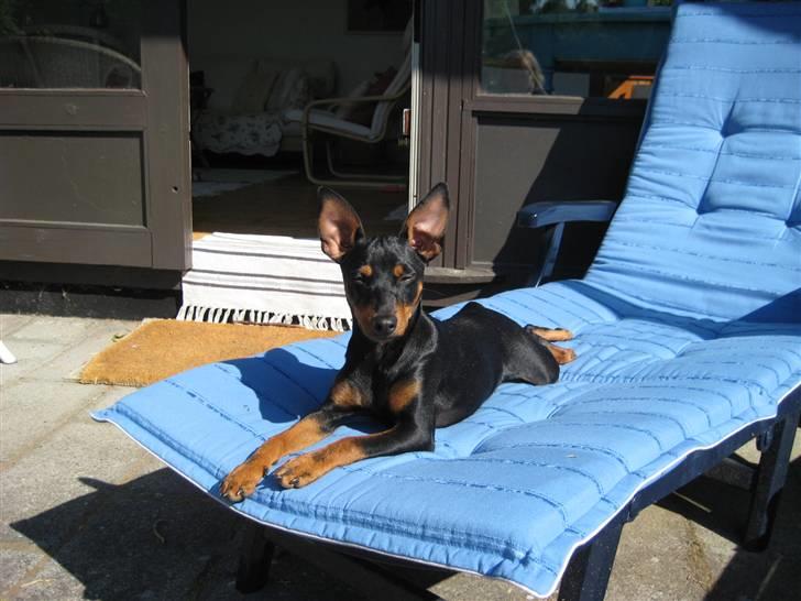 Dvaergpinscher Stella - Stella nyder solen 8 måneder gammel billede 1