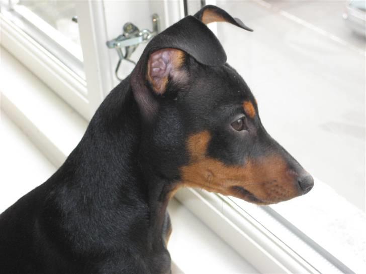 Dvaergpinscher Stella - Stella - hvor ørene endnu ikke er kommet op at stå - holde udkig billede 2