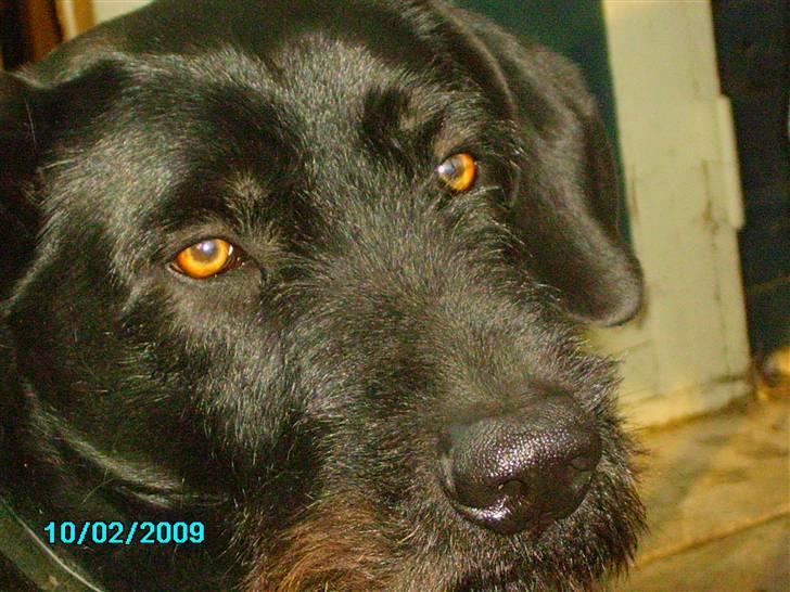 Blanding af racer buster - velkommen til busters profil læg gerne en kommentar:)  (Amatør Fotograf.) billede 8