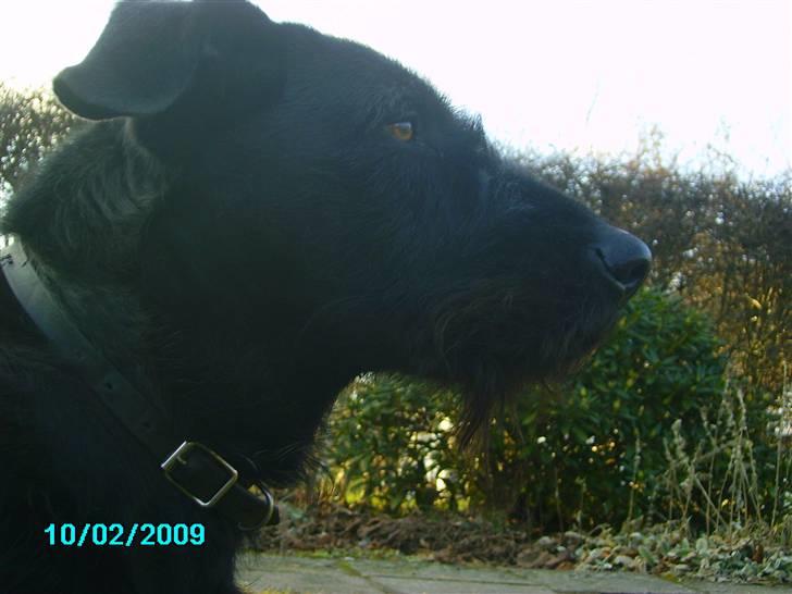 Blanding af racer buster - Du er drømmen der blev til virkelighed!  (Amatør Fotograf.) billede 4