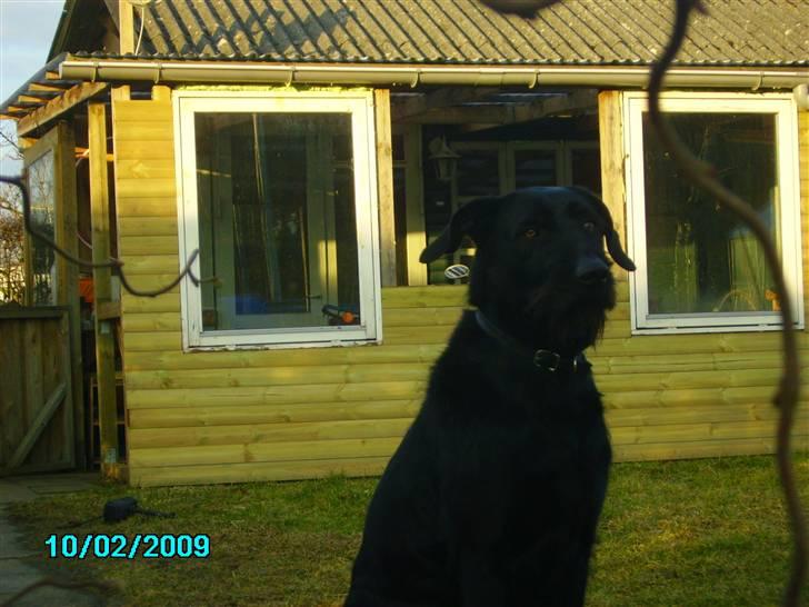 Blanding af racer buster - jeg tror på dig, og jeg ved at jeg altid kan komme tæt på en som dig!!  (Amatør Fotograf.) billede 5