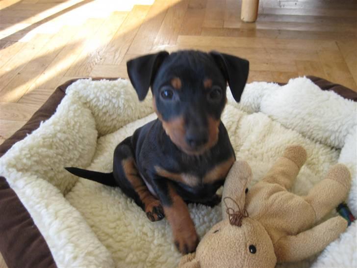 Dvaergpinscher Stella - Stella 3 måneder i sit nye hjem billede 3