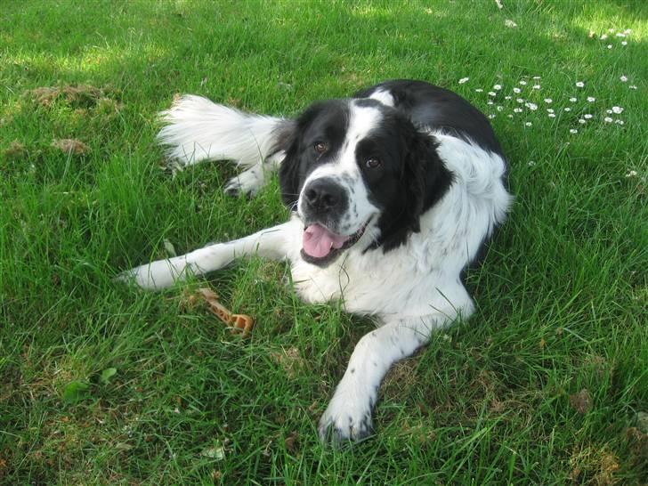 Blanding af racer Magnus - Magnus billede 1