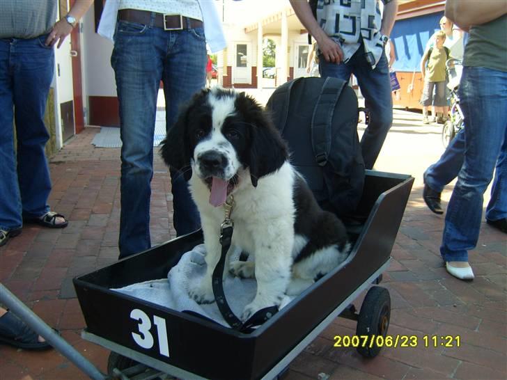 Blanding af racer Magnus - Med i Fårup Sommerland. Og det er jo hård og gå langt når man er lille, så trækvognen blev hurtig et hit. billede 3