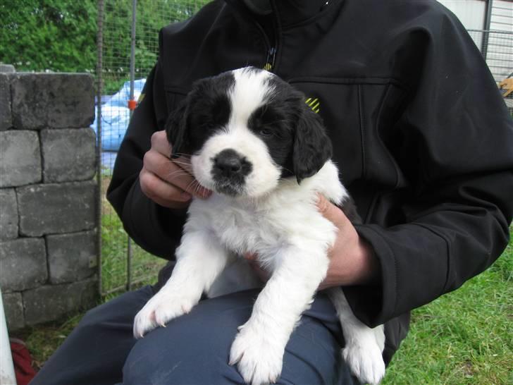 Blanding af racer Magnus - 5 uger billede 4