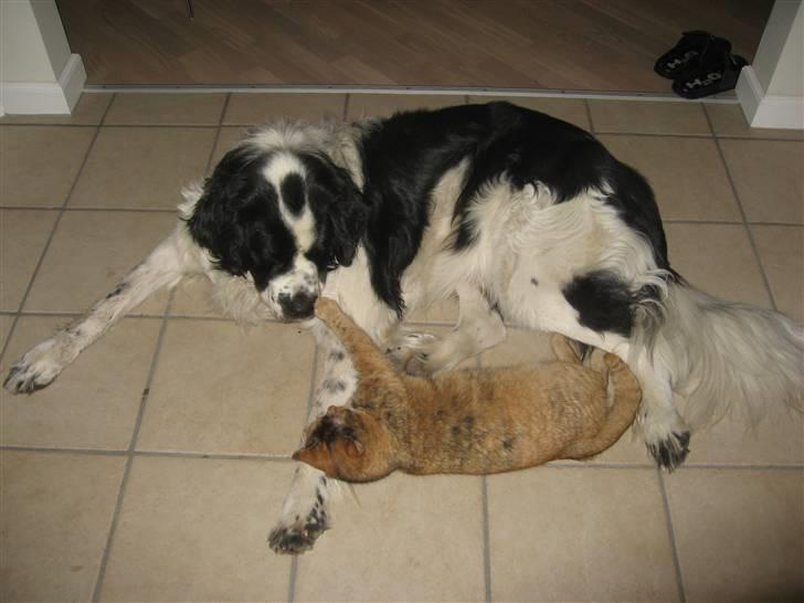 Blanding af racer Magnus - Magnus og Gimbe billede 5