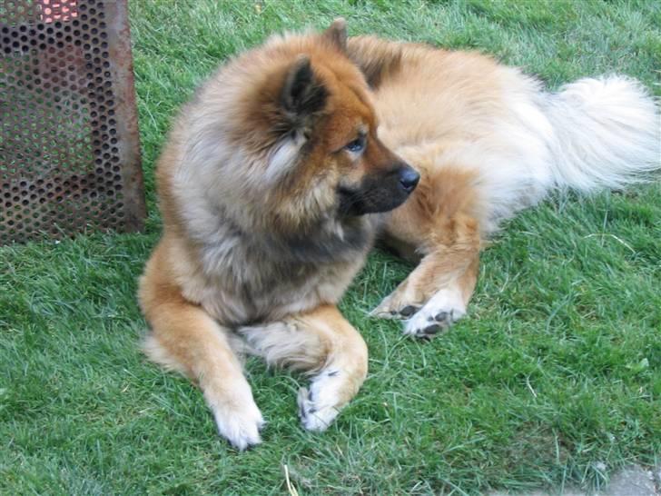 Eurasier Chico  billede 1