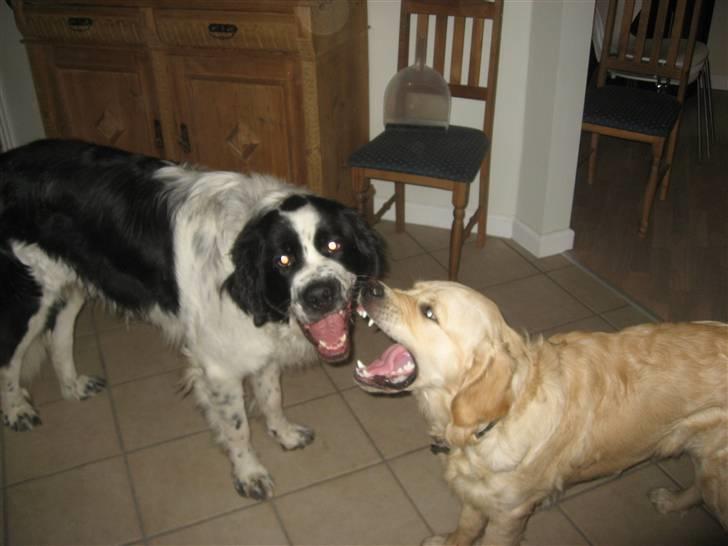 Blanding af racer Magnus - Magnus og hans gode legekammerat Cocio billede 6