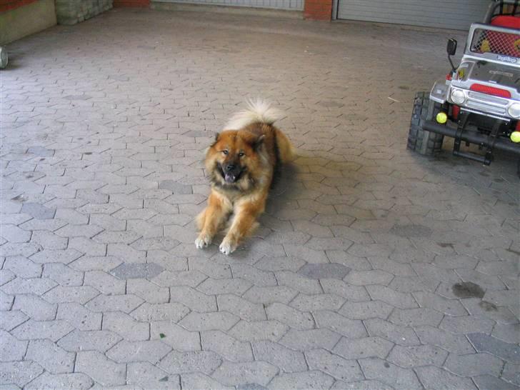 Eurasier Chico  billede 2