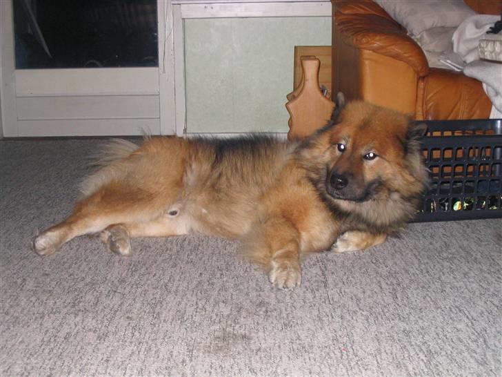 Eurasier Chico  billede 3