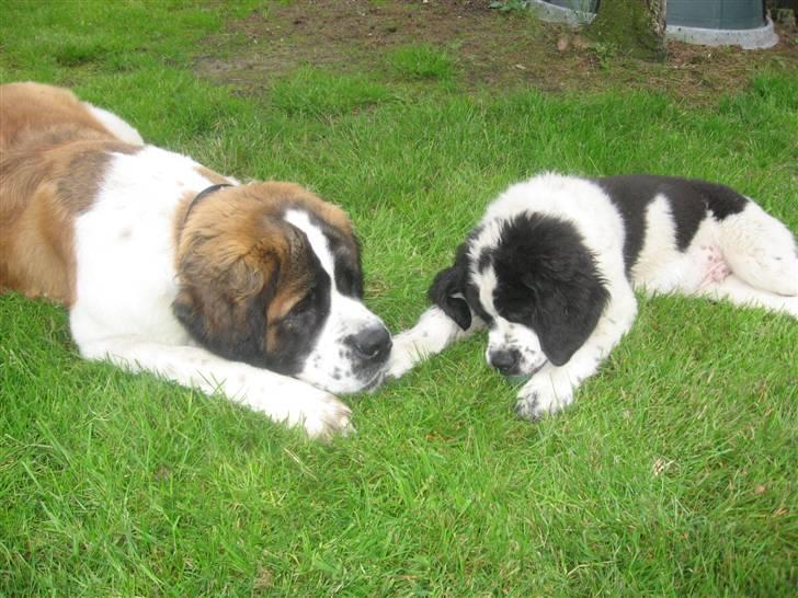 Blanding af racer Magnus - Magnus og Bella billede 7