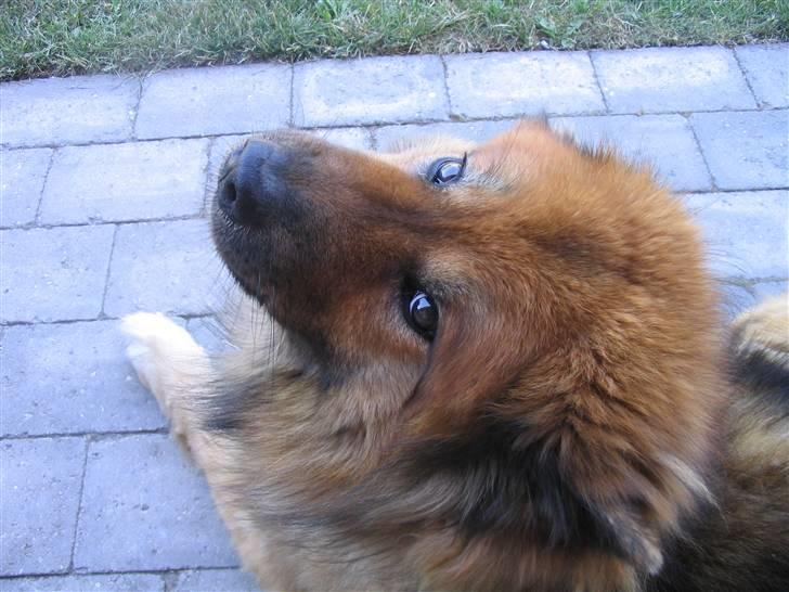 Eurasier Chico  billede 4