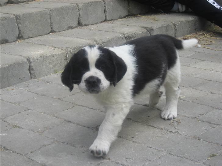 Blanding af racer Magnus - En rigtig lille bandit billede 8