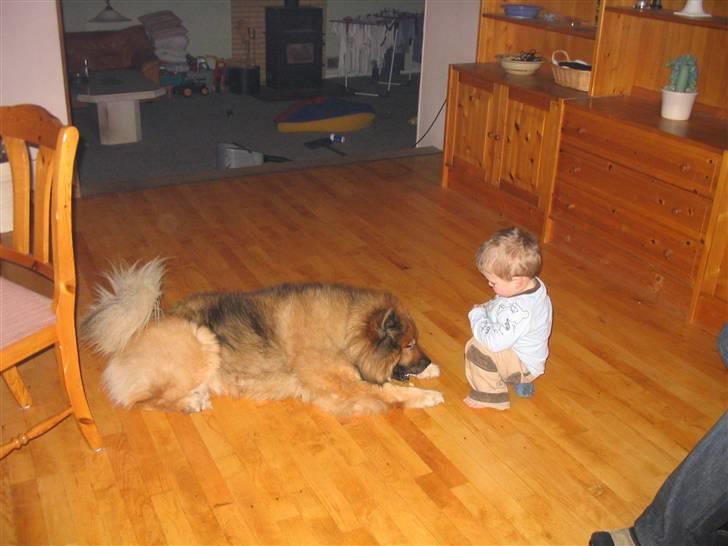 Eurasier Chico  billede 5