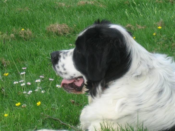 Blanding af racer Magnus - Profil-billede billede 9