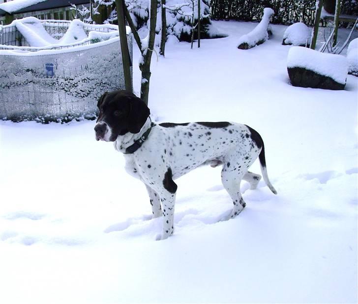 Gammel dansk hønsehund Joba - ja de er helt nye lige taget da han var ude i sneen :) billede 1