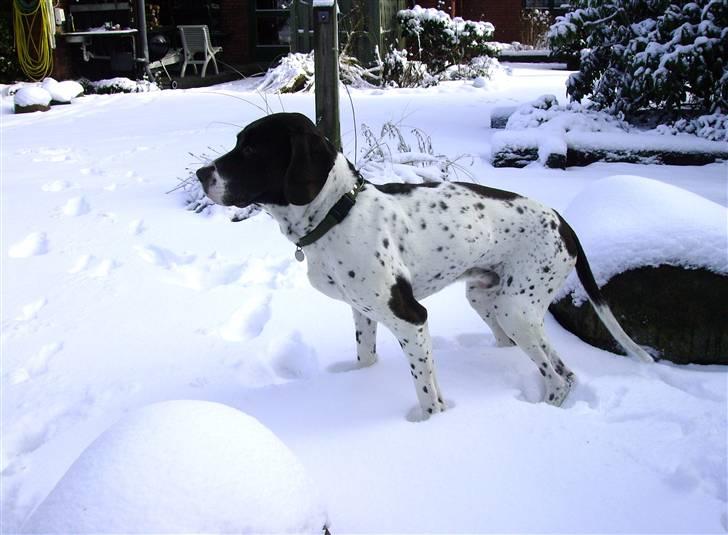 Gammel dansk hønsehund Joba billede 2