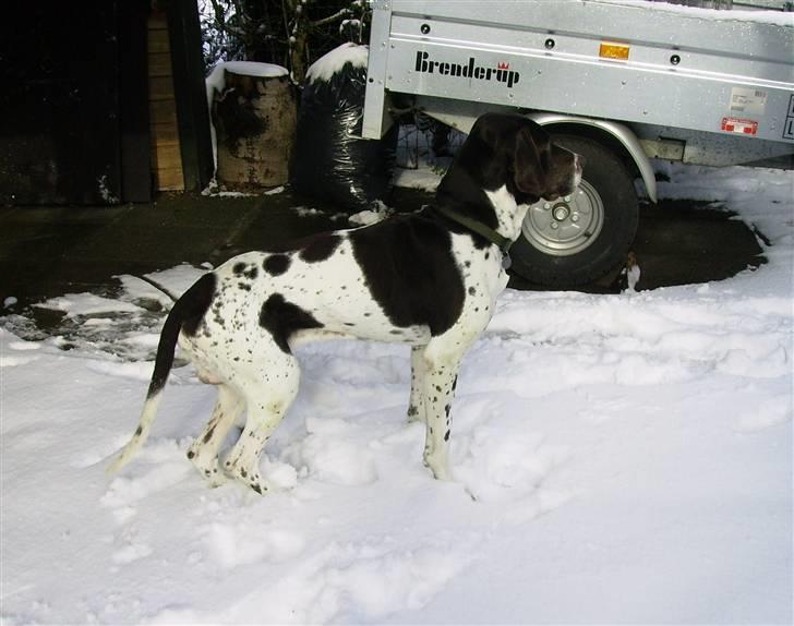 Gammel dansk hønsehund Joba - hovsa  så man lige noget spænende? billede 3