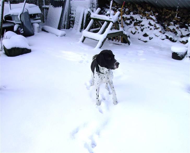 Gammel dansk hønsehund Joba billede 4