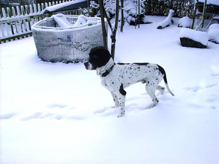 Gammel dansk hønsehund Joba billede 5