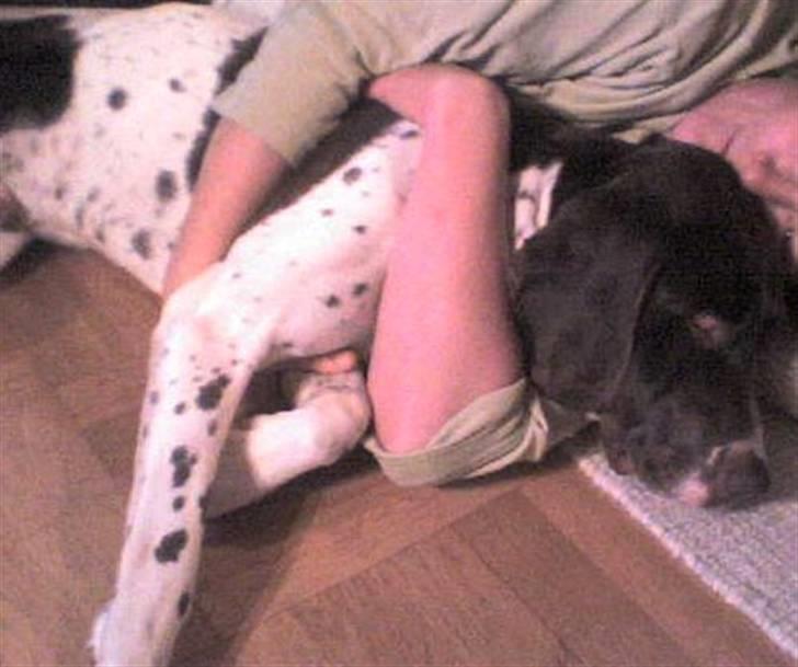 Gammel dansk hønsehund Joba - mor og joba der ligger og putter <3 billede 6