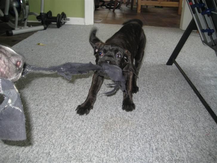 Blanding af racer Chilie . 2-11-09 billede 1