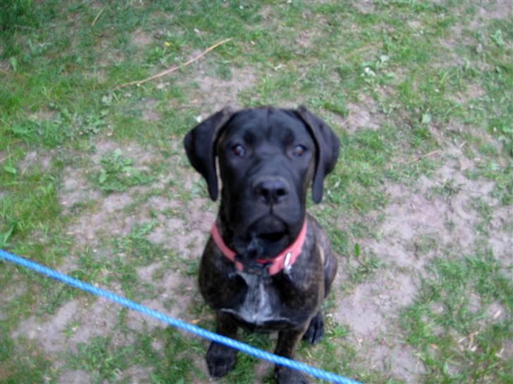 Blanding af racer Chilie . 2-11-09 billede 2