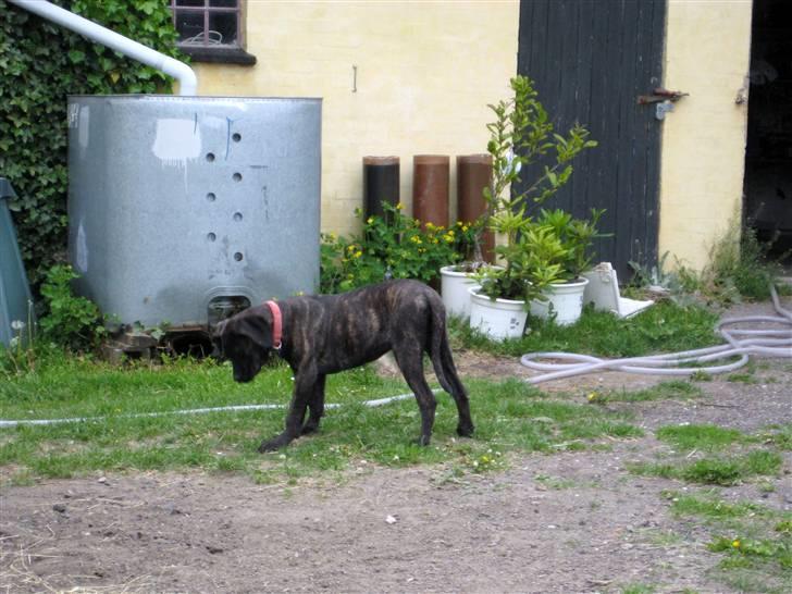 Blanding af racer Chilie . 2-11-09 billede 3