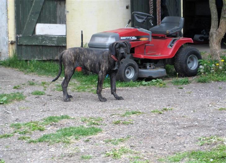 Blanding af racer Chilie . 2-11-09 billede 4