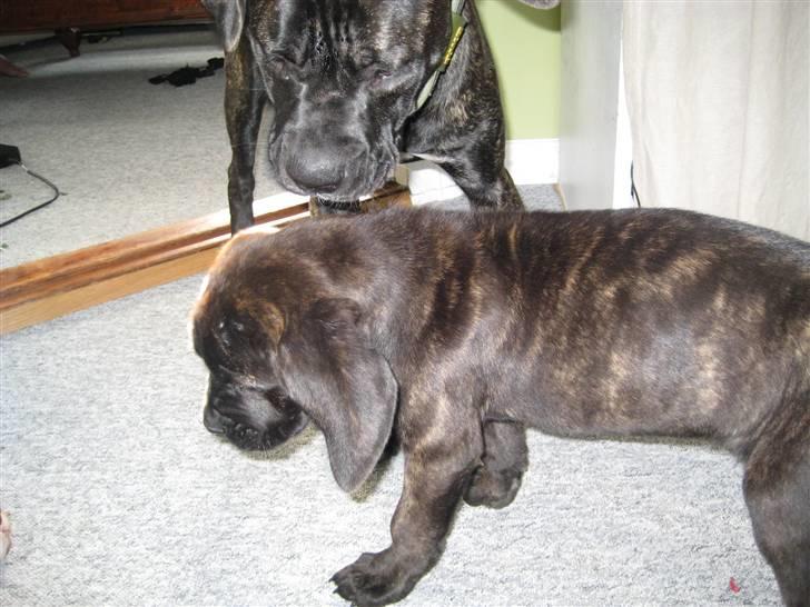 Blanding af racer Chilie . 2-11-09 billede 6