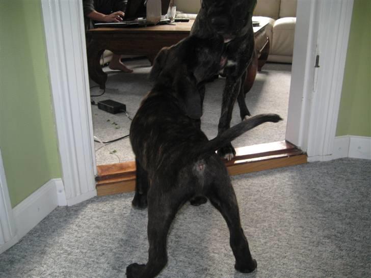 Blanding af racer Chilie . 2-11-09 billede 7