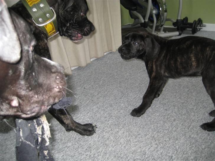 Blanding af racer Chilie . 2-11-09 billede 8