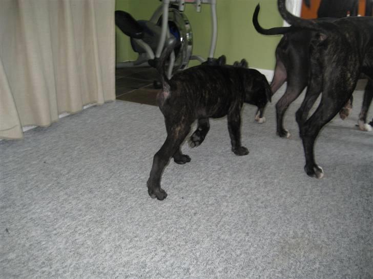 Blanding af racer Chilie . 2-11-09 billede 9