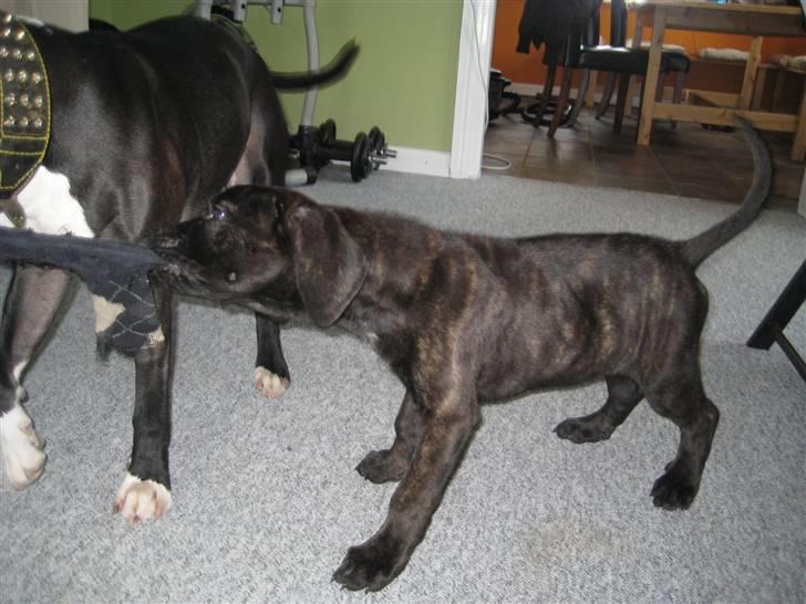 Blanding af racer Chilie . 2-11-09 billede 10