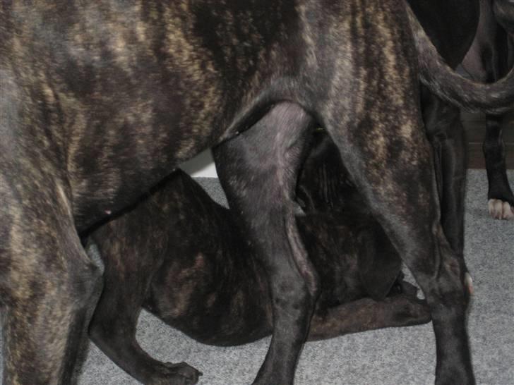 Blanding af racer Chilie . 2-11-09 billede 11