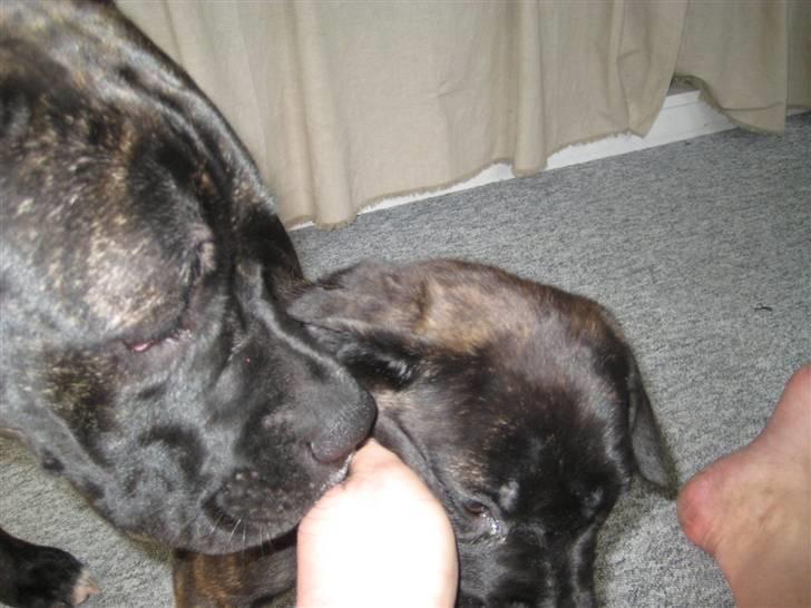 Blanding af racer Mallie  billede 9