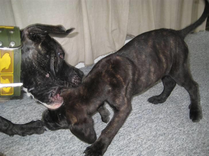 Blanding af racer Mallie  billede 10