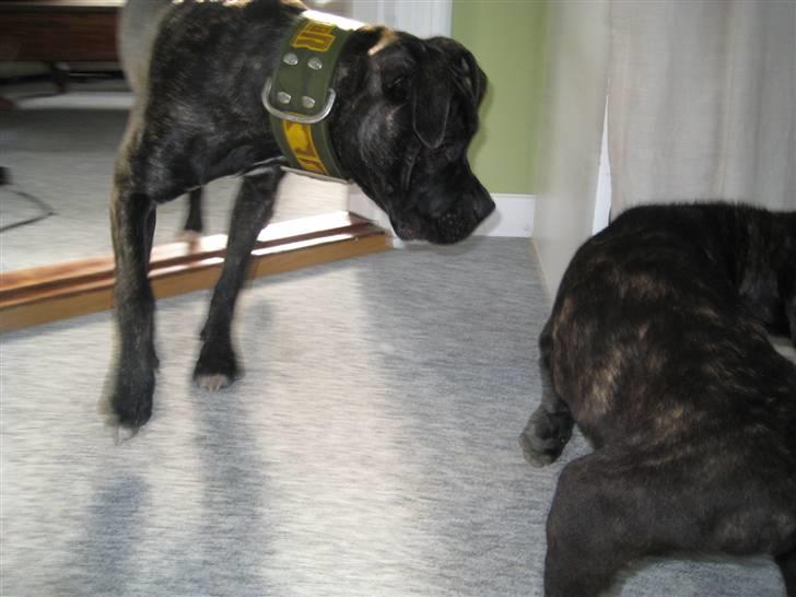 Blanding af racer Mallie  billede 12