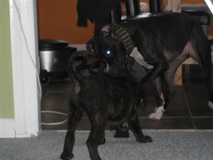 Amerikansk staffordshire terrier Zeus R.I.P 05-08-09 billede 13