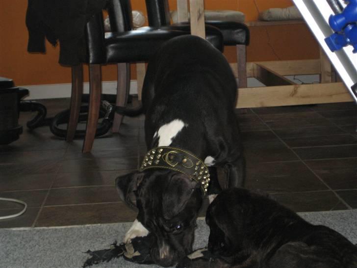 Amerikansk staffordshire terrier Zeus R.I.P 05-08-09 billede 14