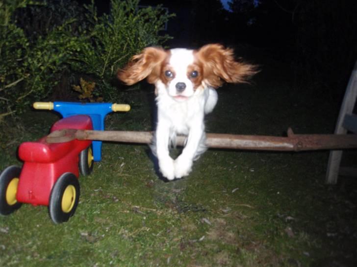 Cavalier king charles spaniel Vanilla - Så springer vi lige ude imørket ca 35 cm (; <3 billede 2