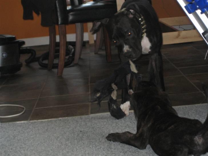 Amerikansk staffordshire terrier Zeus R.I.P 05-08-09 billede 15